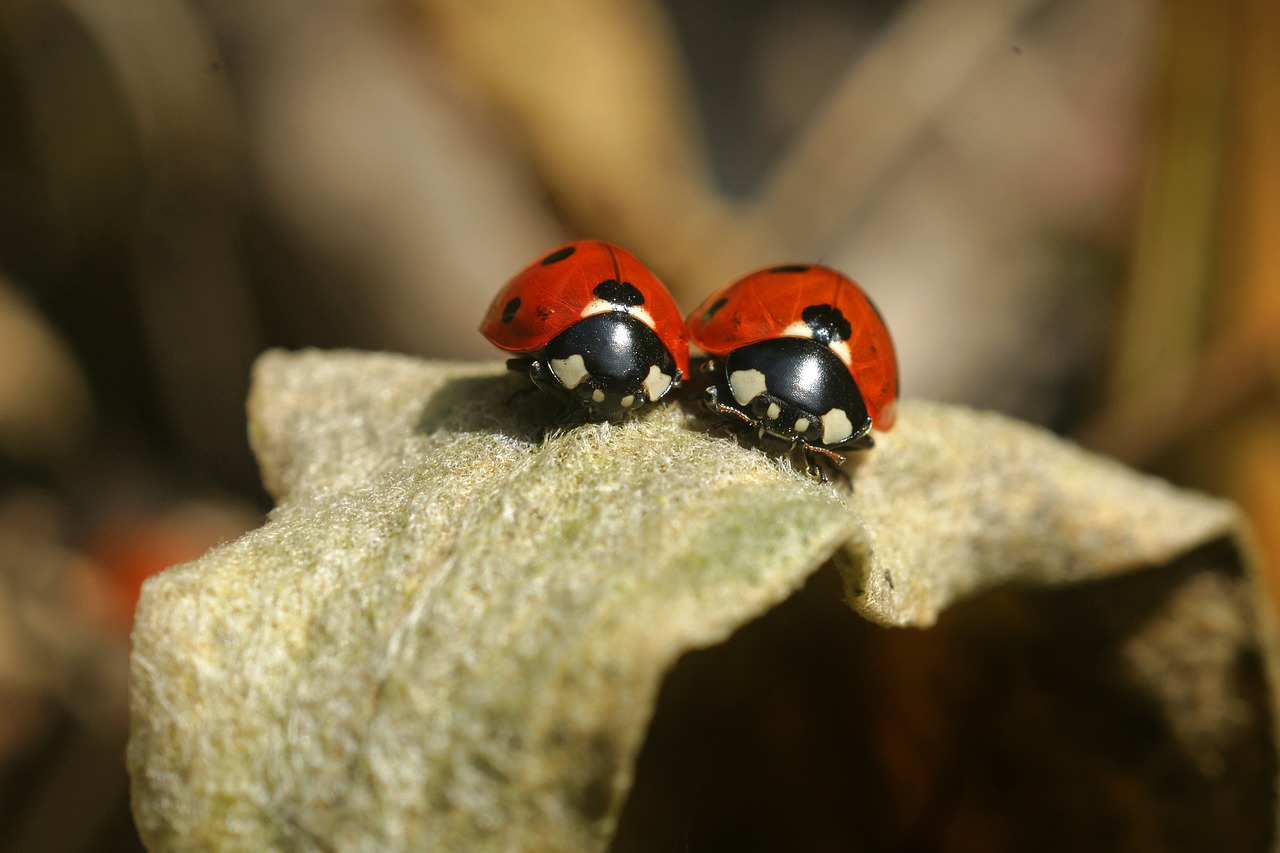 lady bug, ladybug, insect-3292238.jpg